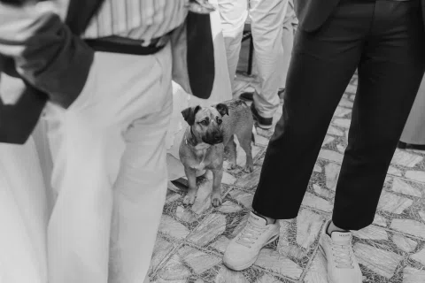Perro pequeño permanece entre las piernas de varias personas en una fotografía en blanco y negro.