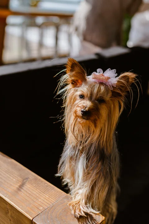 Retrato de un perro pequeño de pelo largo dentro del salón.