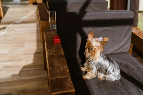 Perro pequeño de pelo largo sentado sobre una silla.